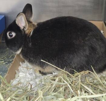Rescue Bunny Rabbit Rabbits for Adoption in Westland, Michigan - Pal | PetCurious
