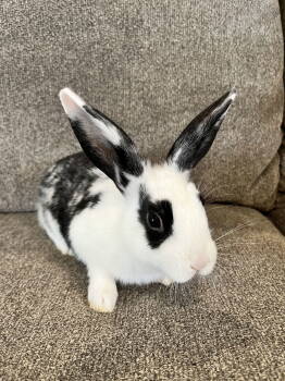 Rescue English Spot Rabbits for Adoption - Ramsey | PetCurious