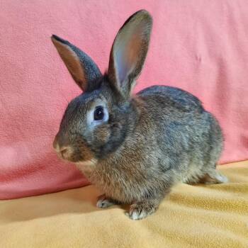 Judy -  Lionhead Rabbit for Adoption in Montclair, California - Judy | PetCurious