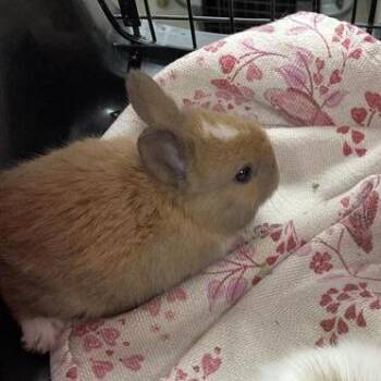 Bunni -  American Rabbit for Adoption in Long Beach, California - Bunni | PetCurious