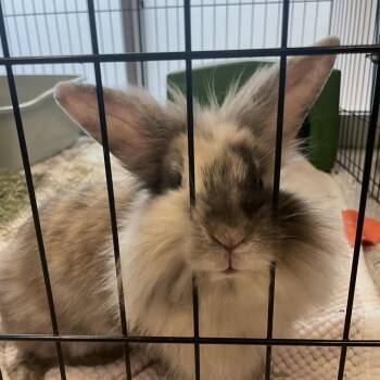Queen -  Lionhead and Harlequin Rabbit for Adoption in Murray, Utah - Queen | PetCurious
