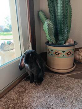 Rescue English Lop Rabbits for Adoption in Brighton, Colorado - Emer | PetCurious
