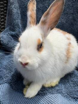 Caleb -  Hotot Rabbit for Adoption in Los Angeles, California - Caleb | PetCurious