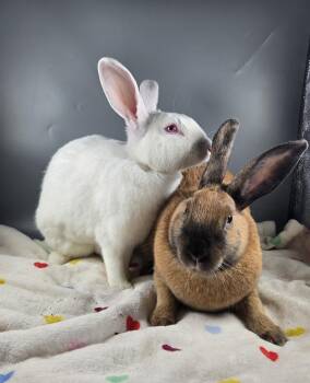 Neptune and Mars -  Cinnamon Rabbit for Adoption in San Antonio, Texas - Neptune And Mars | PetCurious