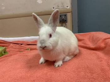 Bunny Rabbit Rabbits Available for Adoption in San Jose, California - AHSOKA | PetCurious