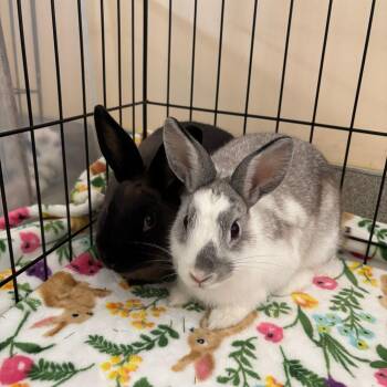 Bunny Rabbit Rabbits Available for Adoption - Cocoon | PetCurious