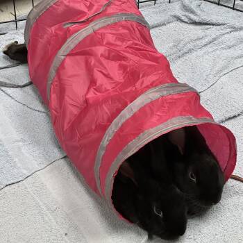 Rescue Bunny Rabbit Rabbits for Adoption in Kent, Washington - Medusa And Nagini | PetCurious