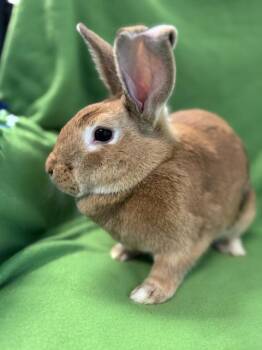Honey -  Harlequin Rabbit Available for Adoption in Westerville, Ohio - Honey | PetCurious