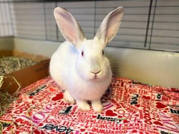 Rescue Californian Rabbits for Adoption in Fort Wayne, Indiana - CASPER | PetCurious