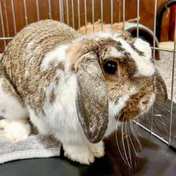 Fozzie -  Holland Lop Rabbit for Adoption in Des Moines, Iowa - Fozzie | PetCurious