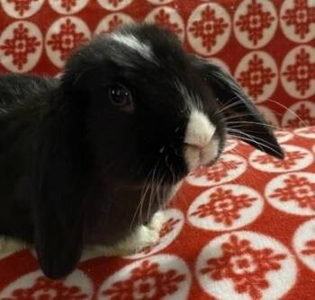 Mini Lop Rabbits Available for Adoption in Westford, Massachusetts - Palermo | PetCurious