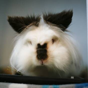 Rescue Lionhead Rabbits for Adoption in Dover, New Hampshire - Ms. Mayonnaise | PetCurious