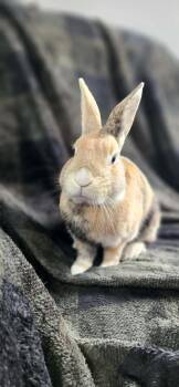 Cinnamon Toast Crunch -  Bunny Rabbit Rabbit for Adoption in Westbrook, Maine - Cinnamon Toast Crunch | PetCurious