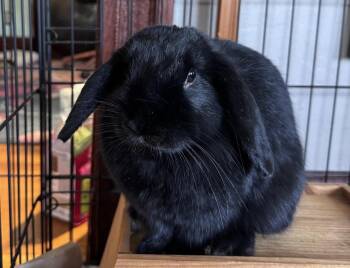 Mini Lop Rabbits Available for Adoption in Westford, Massachusetts - Masala | PetCurious