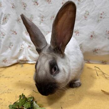 Hoopa -  Bunny Rabbit Rabbit Available for Adoption in Puslinch, Ontario - Hoopa | PetCurious
