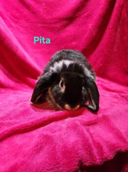 Pita, Focaccia & Pumpernickel -  Lionhead and Lop Eared Rabbit for Adoption in Gig Harbor, Washington - Pita, Focaccia & Pumpernickel | PetCurious