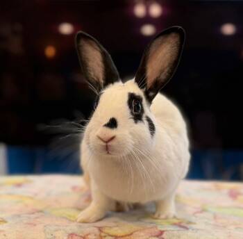 Rescue English Spot Rabbits for Adoption in Santa Cruz, California - Viola | PetCurious