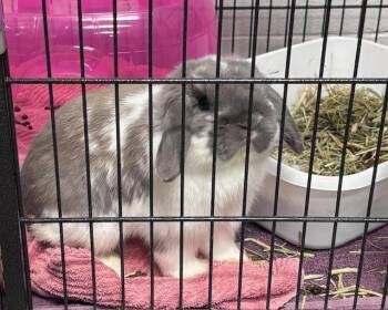Bunny Rabbit and Holland Lop Rabbits Available for Adoption - AUGGIE | PetCurious