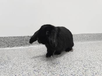 Holland Lop Rabbits Available for Adoption in Westford, Massachusetts - Garland | PetCurious