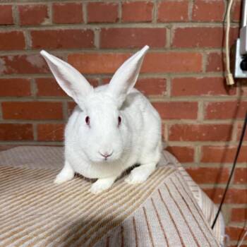 Diamond (bonded to Opal) -  New Zealand Rabbit for Adoption in Winston-salem, North Carolina - Diamond (bonded To Opal) | PetCurious