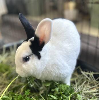 Precious -  Dutch Rabbit for Adoption in Los Angeles, California - Precious | PetCurious