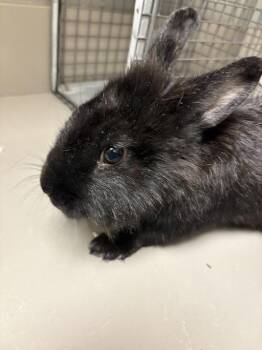 LICORICE -  Bunny Rabbit Rabbit for Adoption in Las Vegas, Nevada - LICORICE | PetCurious