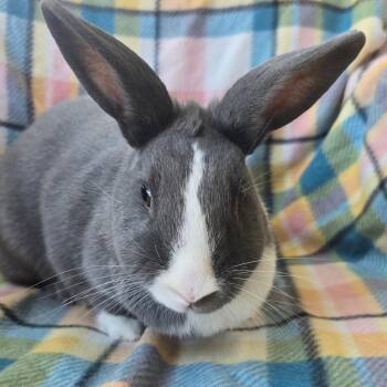Dutch Rabbits Available for Adoption in Evansville, Indiana - Clover | PetCurious