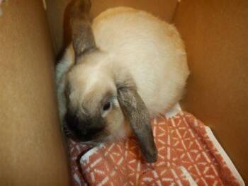 Himalayan Rabbits Available for Adoption - Amelia | PetCurious