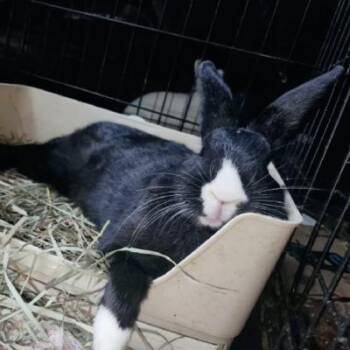 Ronno -  Flemish Giant and Silver Fox Rabbit for Adoption in Kalamazoo, Michigan - Ronno | PetCurious