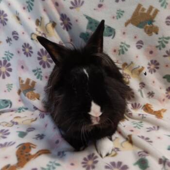 Lionhead Rabbits Available for Adoption - Aria | PetCurious