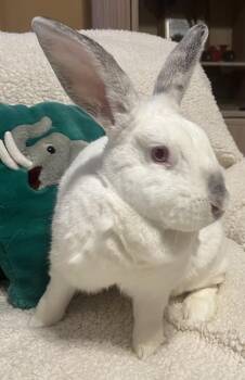 Californian Rabbits Available for Adoption in Naples, Florida - Bianca | PetCurious