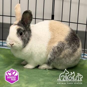 SAFFRON -  Dutch Rabbit for Adoption in Irvine, California - SAFFRON | PetCurious