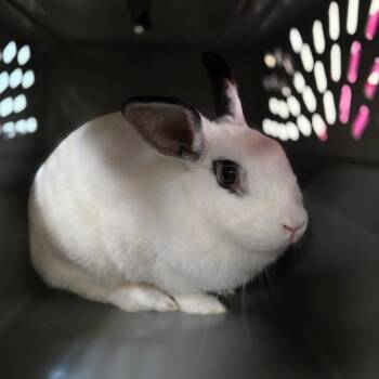 White Rose -  English Spot Rabbit for Adoption in San Jacinto, California - White Rose | PetCurious