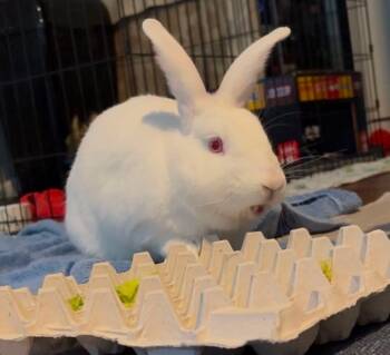 Stanis -  New Zealand Rabbit for Adoption in Saint Charles, Missouri - Stanis | PetCurious