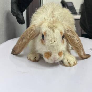 Flopper -  American Rabbit for Adoption in Clearwater, Florida - Flopper | PetCurious