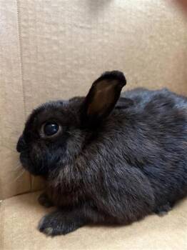 IHOP -  Bunny Rabbit Rabbit for Adoption in Largo, Florida - IHOP | PetCurious
