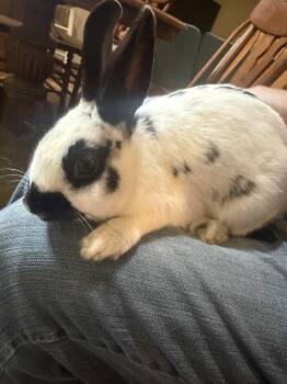 Petey -  English Spot Rabbit for Adoption in New Franklin, Ohio - Petey | PetCurious