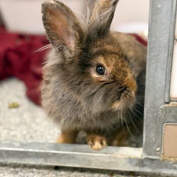 Bouncy House -  Bunny Rabbit Rabbit for Adoption in Fruit Heights, Utah - Bouncy House | PetCurious