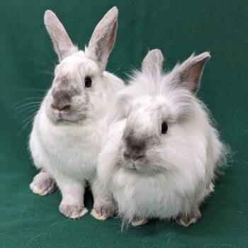 Rescue American and Lionhead Rabbits for Adoption in Antioch, California - Zephorus | PetCurious