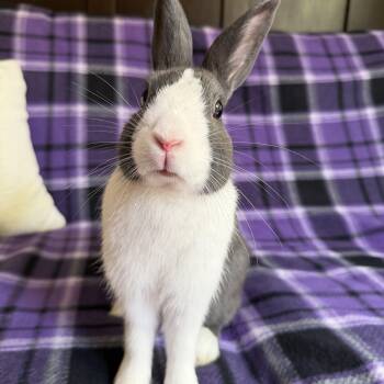 Doolittle -  Dutch Rabbit for Adoption in Livermore, California - Doolittle | PetCurious