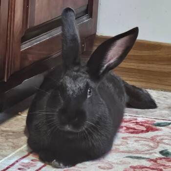 Obi -  Bunny Rabbit Rabbit for Adoption in Lee