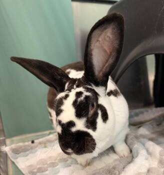 English Spot Rabbits Available for Adoption in Golden, Colorado - Moo | PetCurious