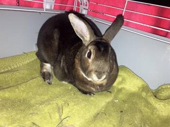 Mini Rex Rabbits Available for Adoption in Fort Wayne, Indiana - TREVOR | PetCurious