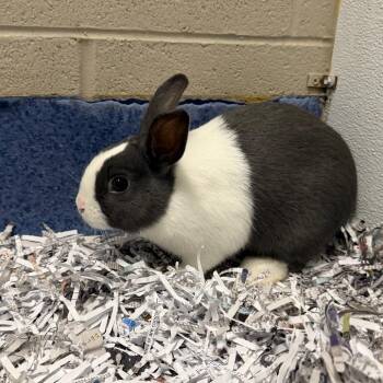 Edwin -  American Rabbit for Adoption in Dekalb, Illinois - Edwin | PetCurious