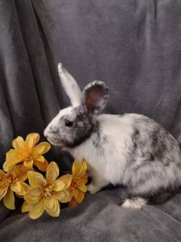 Daffodil -  Harlequin Rabbit for Adoption in Plymouth, Michigan - Daffodil | PetCurious