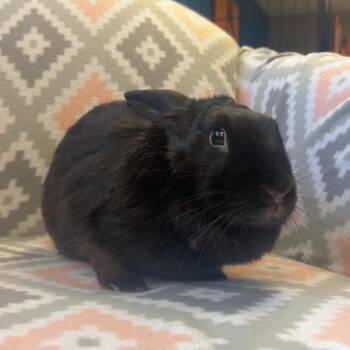 Ginger -  Bunny Rabbit Rabbit for Adoption in Gansevoort, New York - Ginger | PetCurious