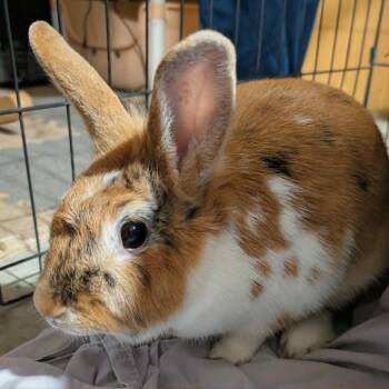 Honey -  Bunny Rabbit Rabbit for Adoption in West Olive, Michigan - Honey | PetCurious