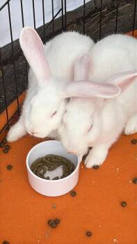 Florida White Rabbits Available for Adoption - Gizmo And Gus | PetCurious
