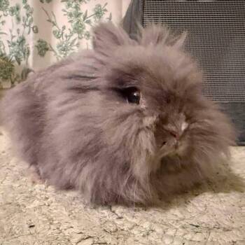 Esme -  Lionhead Rabbit for Adoption in Paradis, Louisiana - Esme | PetCurious