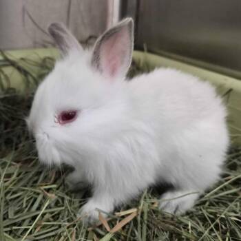 Nimbus -  Lionhead and American Sable Rabbit for Adoption in San Diego, California - Nimbus | PetCurious
